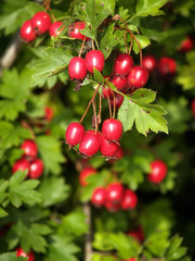 Ripe hawthorn fruit (Crataegus L.) close-up