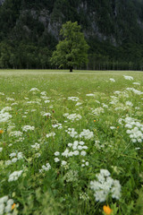 Beautifull Logar valley or Logarska dolina park, Slovenia, Europe. Inspiration travel under Kamnik-Savinja Alps. © 24K-Production