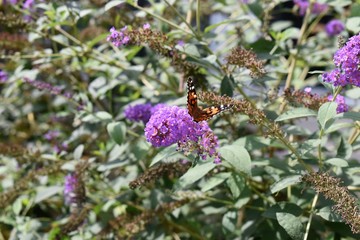 Butterfly on Purple Flower