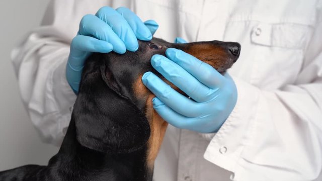 Veterinarian examine on the eyes of a dog dachshund. Cataract eyes of dog. Medical and Health care of pet concept.