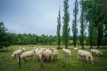 Obraz na płótnie Canvas un troupeau de vaches blanches dans la campagne avec des arbres 