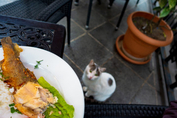 Fried fish in a plate on the table. Below is a cat. The cat is blurry.