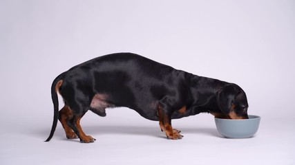Animal dachshund feeding on an isolated white background