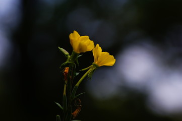 delikatne żółte kwiaty w zachodzacych ostatnich promieniach słońca