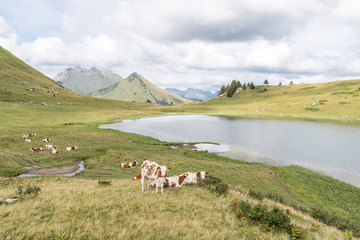 Vaches en pâture en Haute Savoie © julien leiv