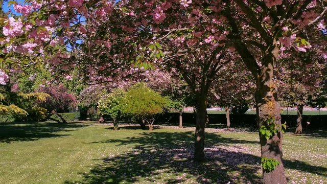 P&eacute;talos de Cerezos del Japon primaverales  (Prunus serrulata) cay&eacute;ndose por el viento en parque p&uacute;blico
