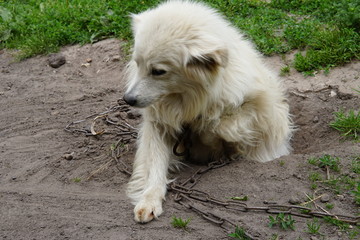 white shepherd dog close up