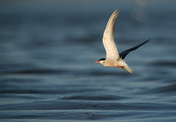 Fototapeta na wymiar White -cheeked tern fishing at Tubli bay, Bahrain 
