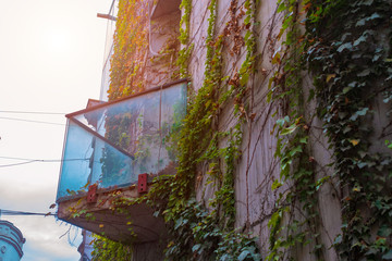 The corner of the glass balcony on the wall of the ivy-covered building