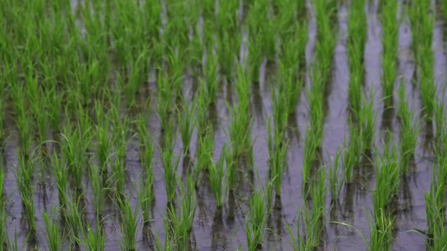 background view travel new green field healthy rice in landscape summer video. business agriculture health farm control plant industry in asia or japan. vegan grow vegetable cereal leaf, stem on