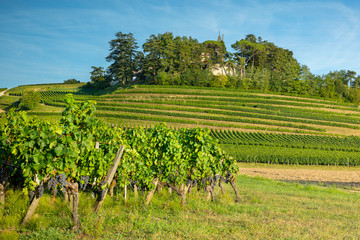 Fototapeta na wymiar Le vignoble de Bordeaux , dans le Sud-Ouest de la France
