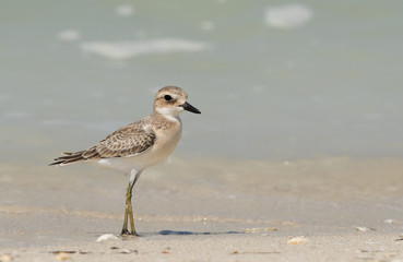 Greater sand plover at Busaiteen coast, Bahrain 