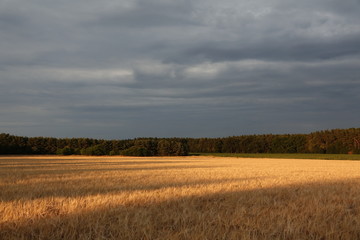 Obraz premium Getreidefeld