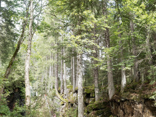 Schwarzwaldlandschaft - Menzenschwand im Südschwarzwald - Die Liechtensteinklamm bei wasserfälle im Menzenschwand im Schwarzwald, Südhang des Feldberges