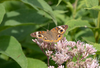 Fototapeta premium butterfly on flower