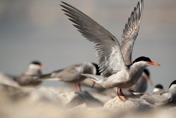 White-cheeked terns perched on a limestone rocks, a eye level shot, Bahrain 