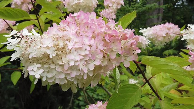 White flowering Hydrangea paniculata grandiflora close up.