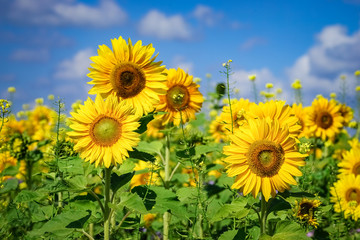 Obraz premium Ein blühendes Sonnenblumenfeld