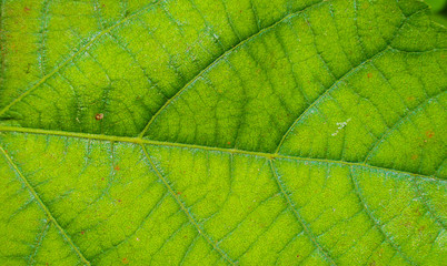 Fototapeta na wymiar Closeup of a lush green leaf with visible leaf veins
