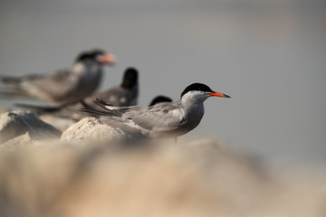 White-cheeked terns perched on a limestone rocks, a eye level shot, Bahrain 