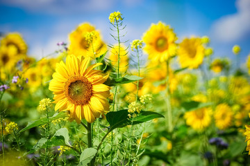 Ein Sonnenblumenfeld im Sonnenschein