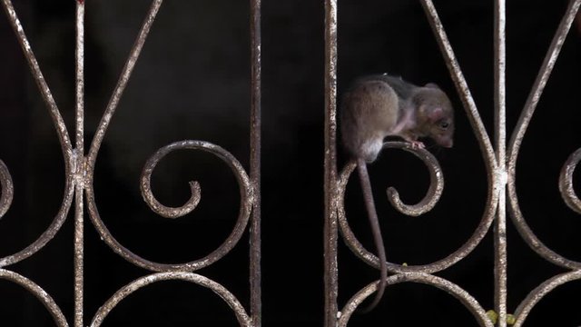 A rat scratching itself while perching on an ornate metal gate in Karni Mata temple Udaipur Rajasthan,India. Full shot.