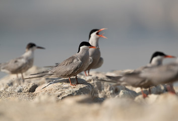 Obraz premium Terns are seabirds in the family Sternidae