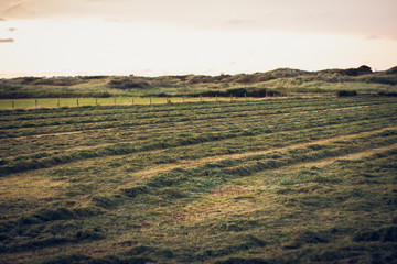 A freshly mowed green paddock just in front of the sandy dunes on Ameland