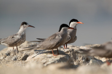 Obraz premium Terns are seabirds in the family Sternidae