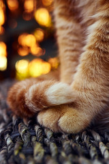 Orange cat's foot shot close-up
