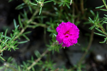 Flower in the garden called Common Purslane, Verdolaga, Pigweed, Little Hogweed, Portulaca, sun plant or Pusley. Portulaca oleracea is blooming in the garden.