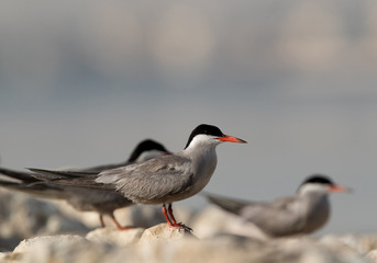 Terns are seabirds in the family Sternidae