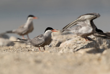 Terns are seabirds in the family Sternidae