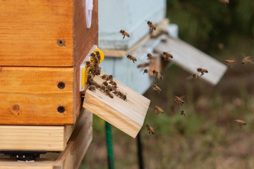 Beehives with bees stand in the apiary. Bees come back with pollen and honey. Close-up