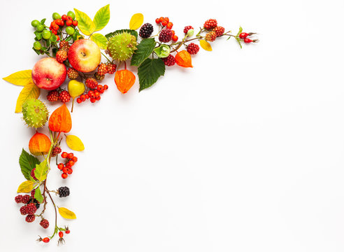 Autumn composition made of flowers,leaves, berries on white background. Autumn concept for Thanksgiving day or for other holidays. Flat lay.