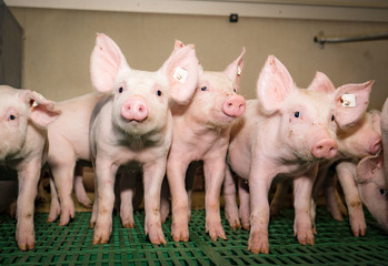Aufmerksamme, neugierige Ferkel in einer Ferkelbucht © Countrypixel