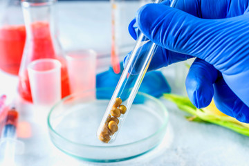 Researcher hand holds a test tube with soy on the background of a table with test tubes.
