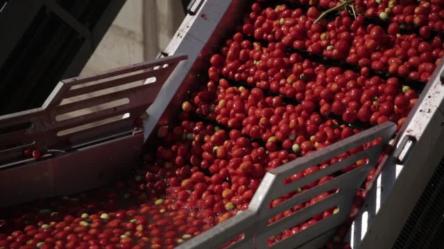 Tomatoes are moving along the conveyor