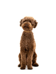 Australian labradoodle portrait in studio. Image taken with white background, isolated on white. Copy space.