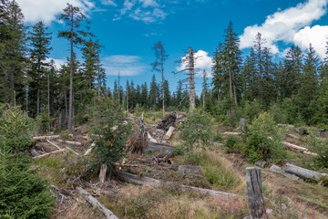 Invasion of the bark beetle destroys national park trees