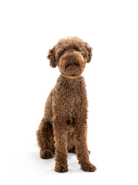 Australian labradoodle portrait in studio. Image taken with white background, isolated on white. Copy space.