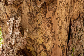 Bark of a tree eaten by bark beetle with corridors