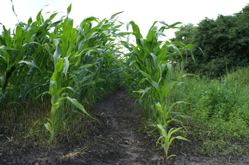 Corn fields on a row