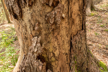 Bark of a tree eaten by bark beetle with corridors