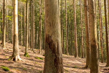 Trees without bark in the national park after bark beetle infestation
