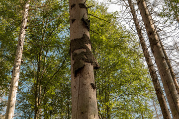 Trees without bark in the national park after bark beetle infestation