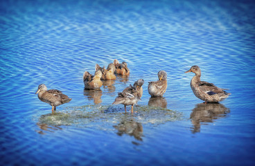 family of ducks on lake