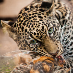 Leopard chewing on it's prey, Bujumbura Burundi