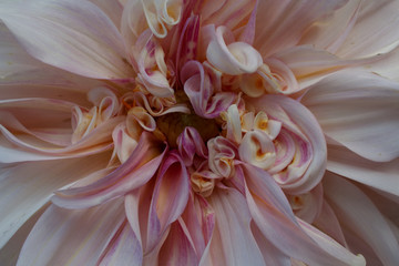 Fototapeta na wymiar Close up of cafe au last dahlia flower