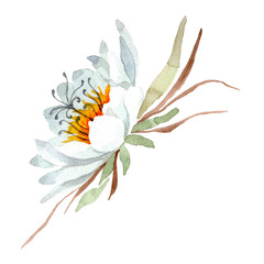 Fototapeta na wymiar Epiphilum oxypetalum floral botanical flower. Watercolor background set. Isolated cactus illustration element.